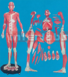 168 CM TALL, MUSCULAR TORSO WITH DISSECTIBLE INTERNAL ORGANS, GENERAL PLASTIC BASE REMOVABLE